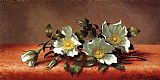 Rose Canvas Paintings - The Cherokee Rose